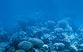 Blue coral reef