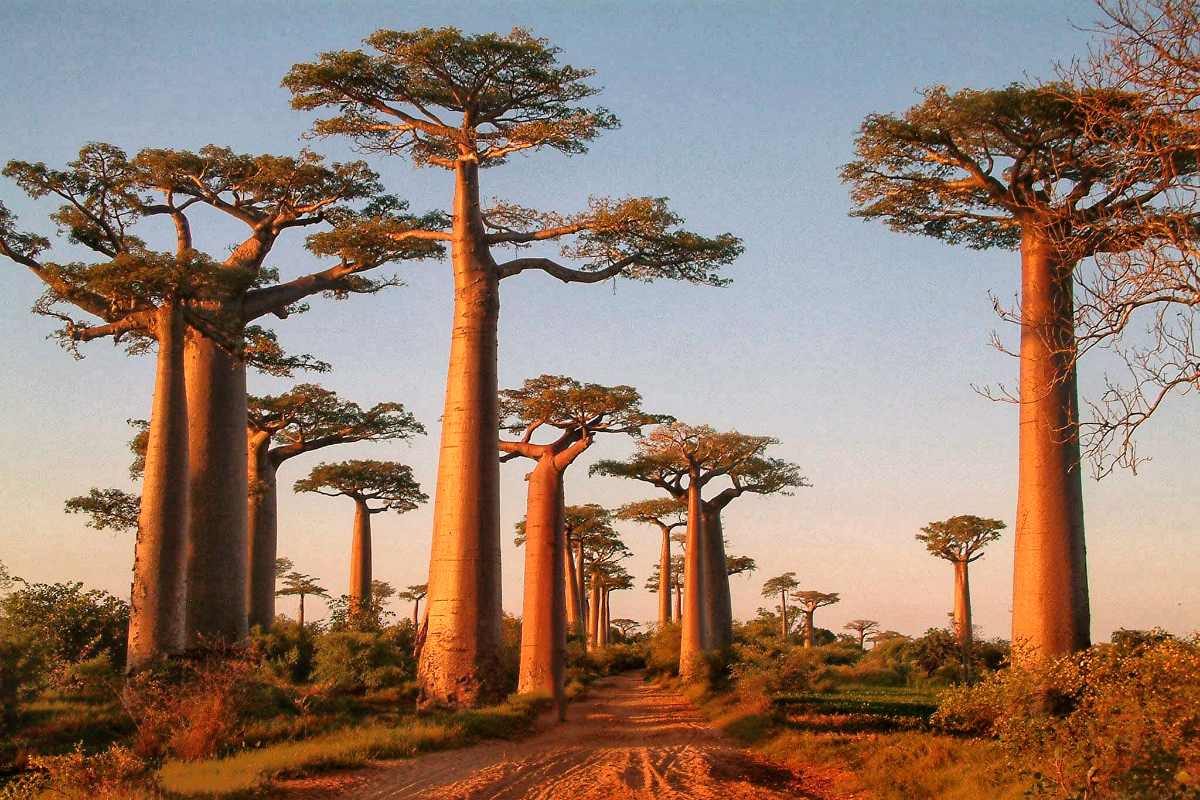 Baobab trees in Madagascar - Purpose on the Planet