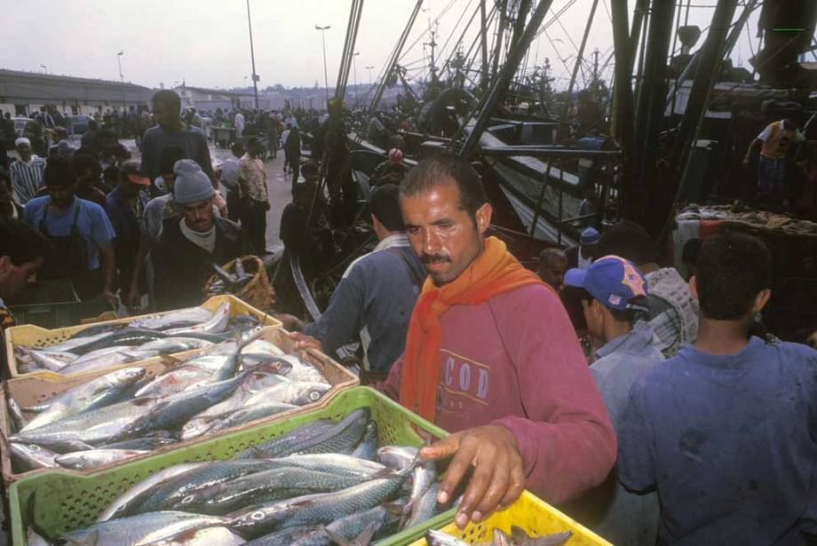 Morocco: A maritime fishing nation works to develop its aquaculture ...