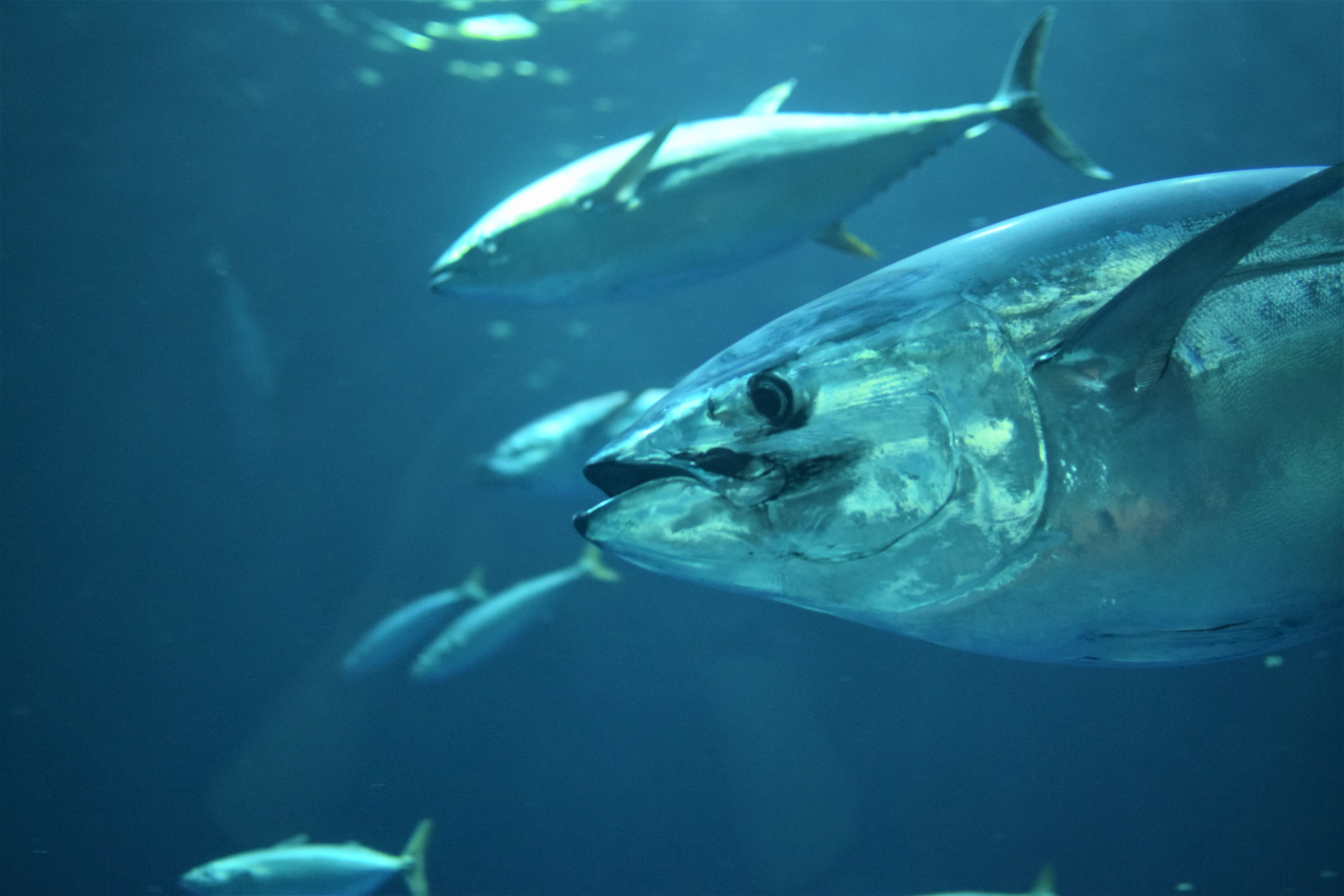 Tuna 2020 Traceability Declaration