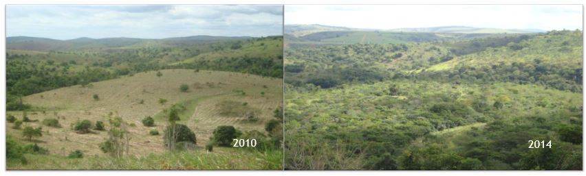 How Suzano’s Restoration Program transforms degraded, pastureland into regenerative, native Brazilian vegetation