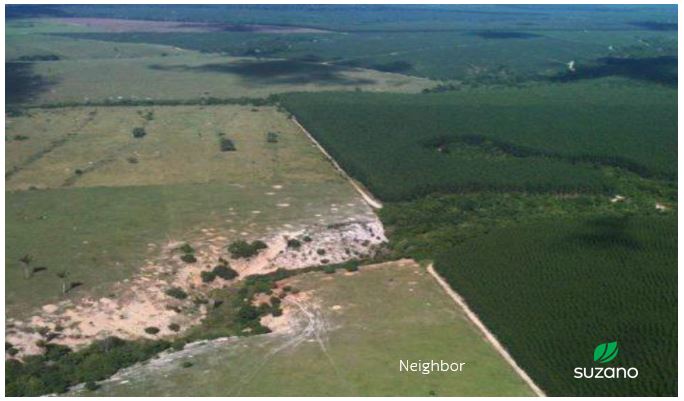 How Suzano’s Restoration Program transforms degraded, pastureland into regenerative, native Brazilian vegetation