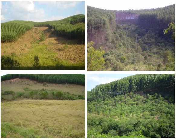 How Suzano’s Restoration Program transforms degraded, pastureland into regenerative, native Brazilian vegetation