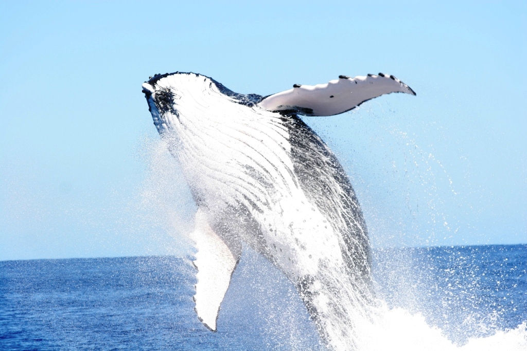 Protecting, conserving and restoring whale populations in the Pacific islands