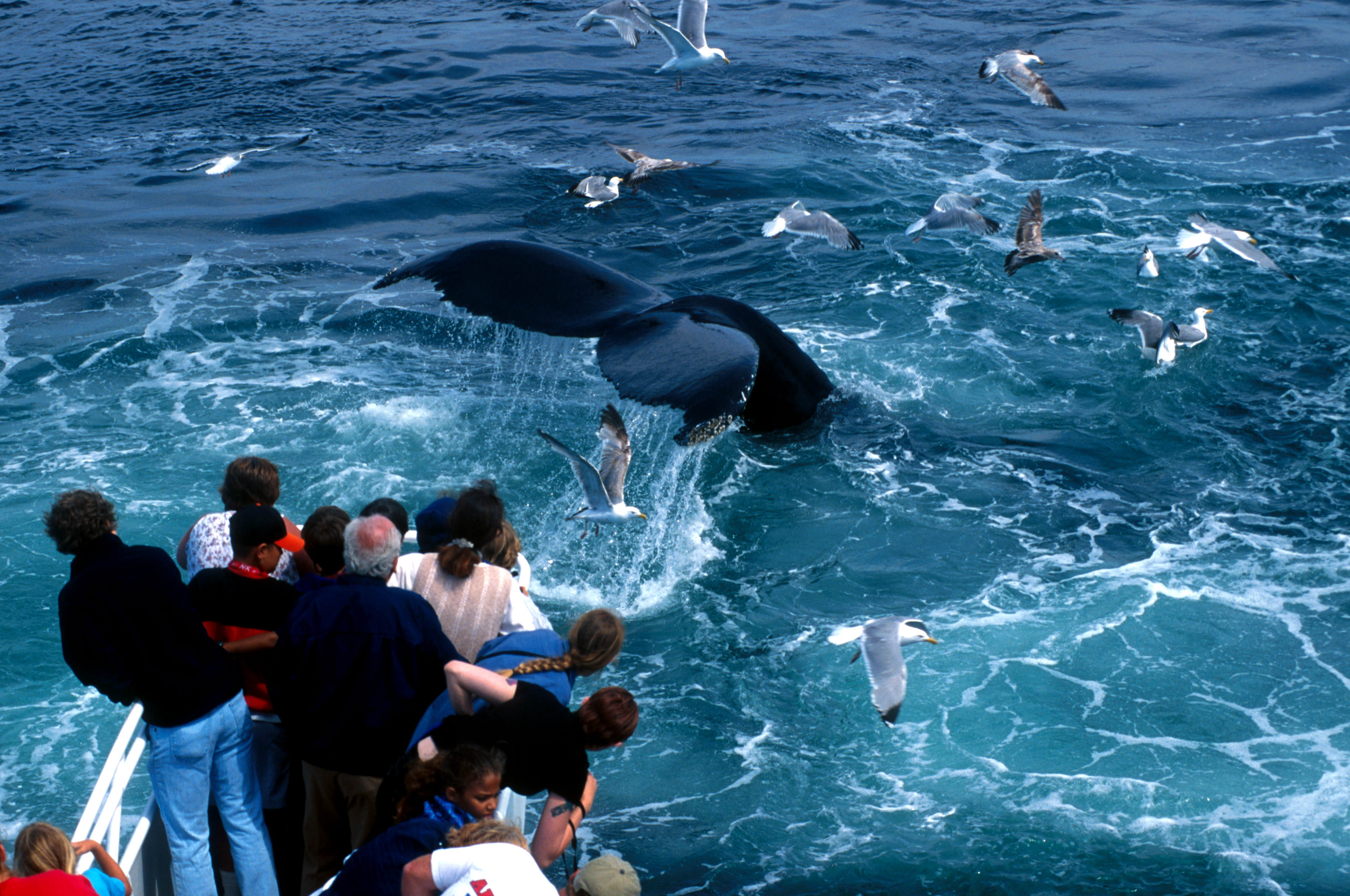 Reducing Commercial Whaling in Iceland (SDG 8, SDG 11, SDG 12, SDG 14)