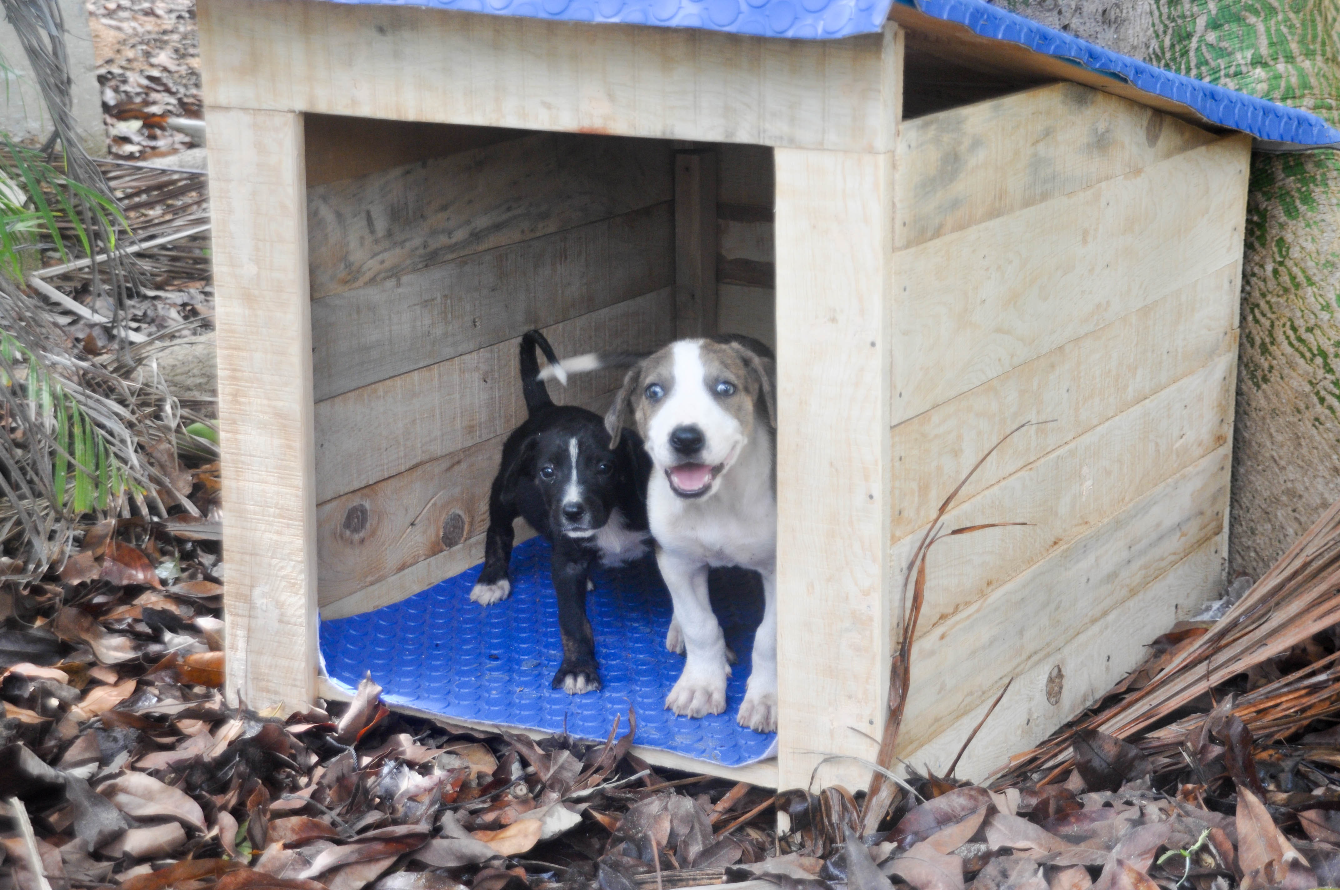 Casitas Azules (Little Blue Houses) – SDG 3, SDG 8, SDG 11, SDG 12, SDG 13, SDG 15