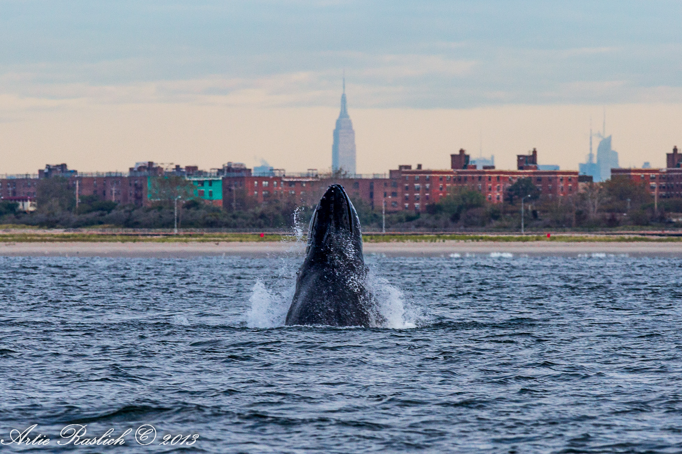 Gotham Whale