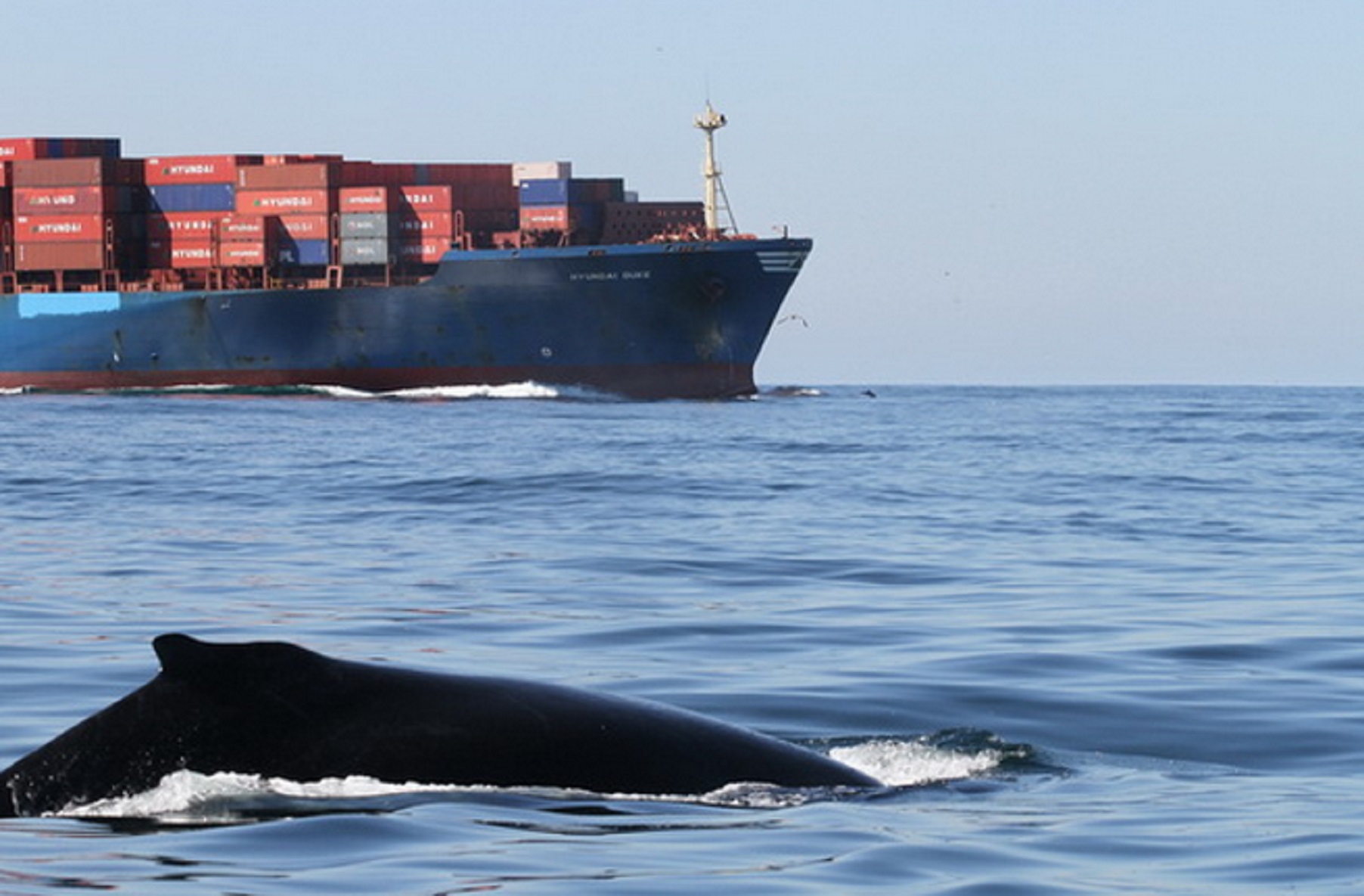 Reducing ship strikes to vulnerable whales