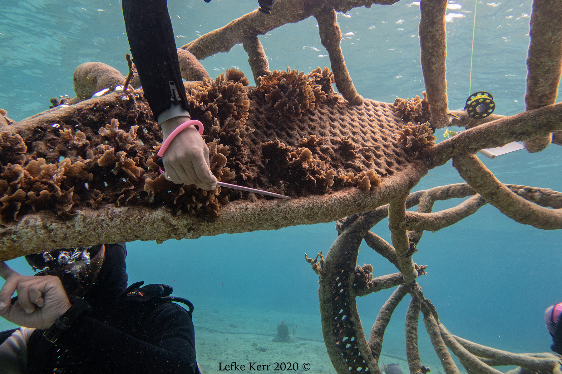 Zoe : Artificial Reef Assessment + Coral Planting