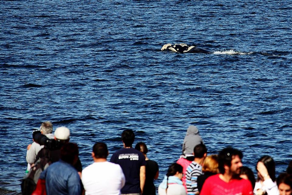 Community Engagement for Uruguay’s ‘sanctuary for whales and dolphins’