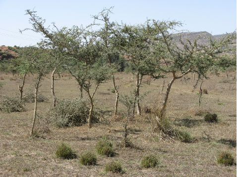 Farmer Managed Natural Regeneration (FMNR): a technique to effectively combat poverty and hunger through land and vegetation restoration.