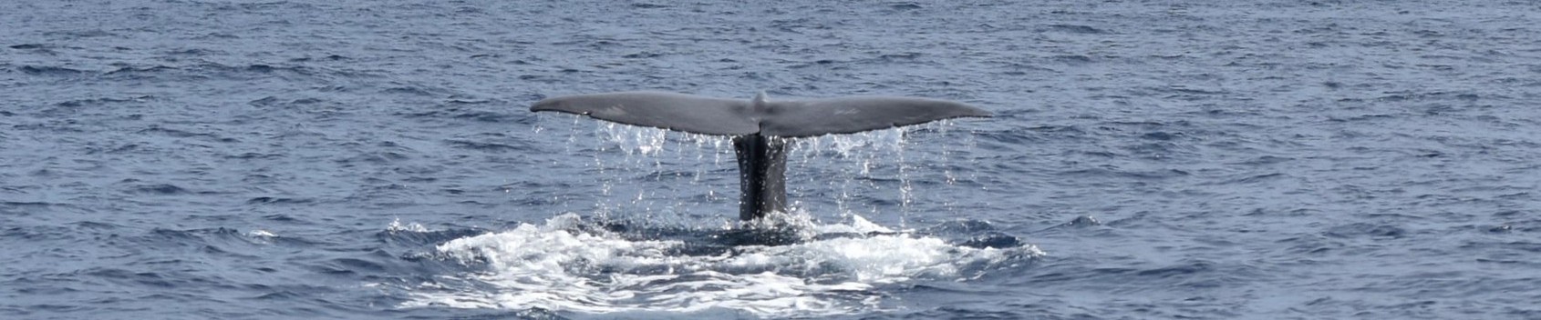 Mediterranean contents production: research and scientific dissemination on pelagic life within Pelagos Sanctuary and its links with the whole Mediterranean basin.