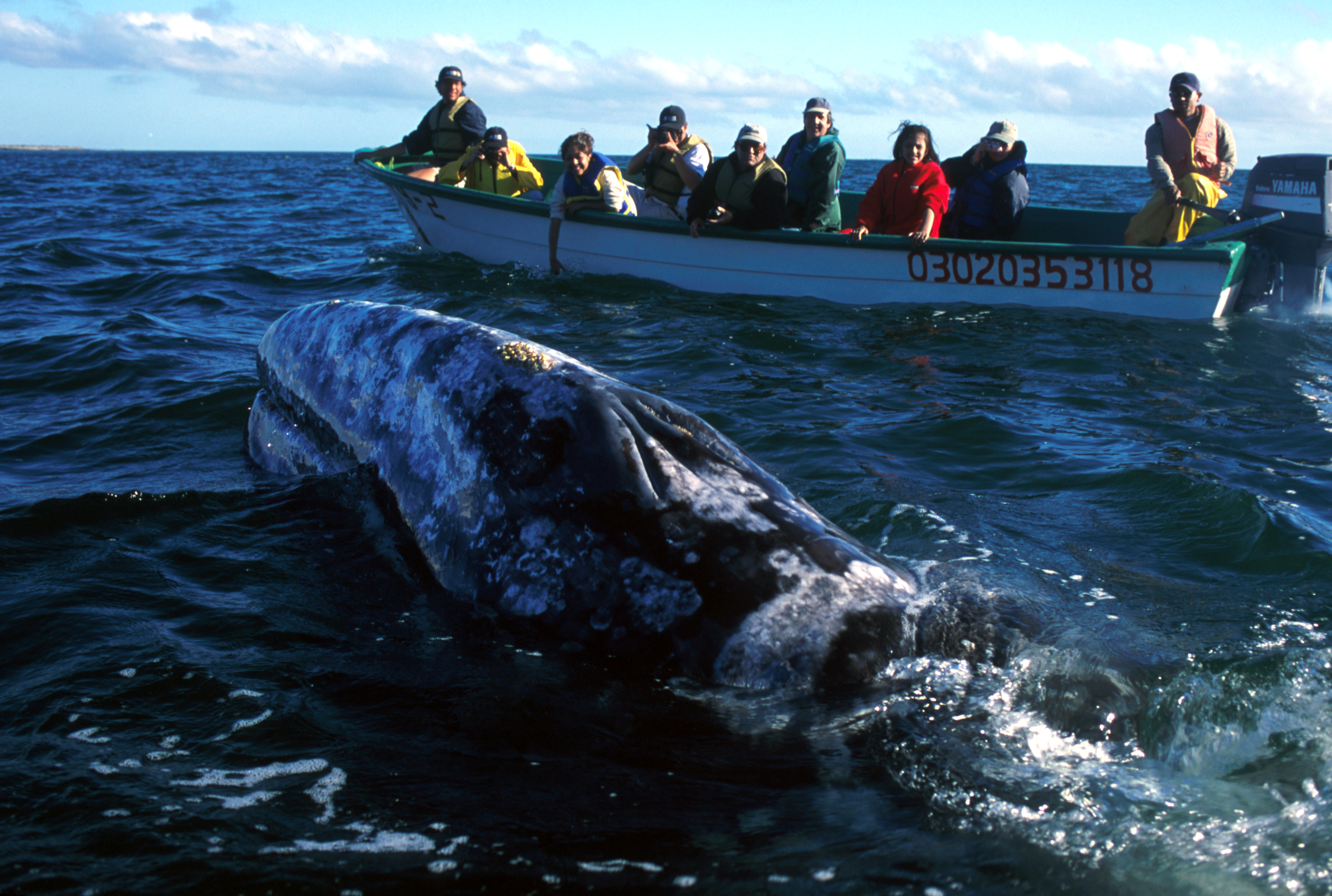 Reducing Commercial Whaling in Iceland (SDG 8, SDG 11, SDG 12, SDG 14)