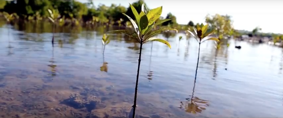 Planting 1 Million 'SeaTrees'  (mangroves) on behalf of the global Surfing community 