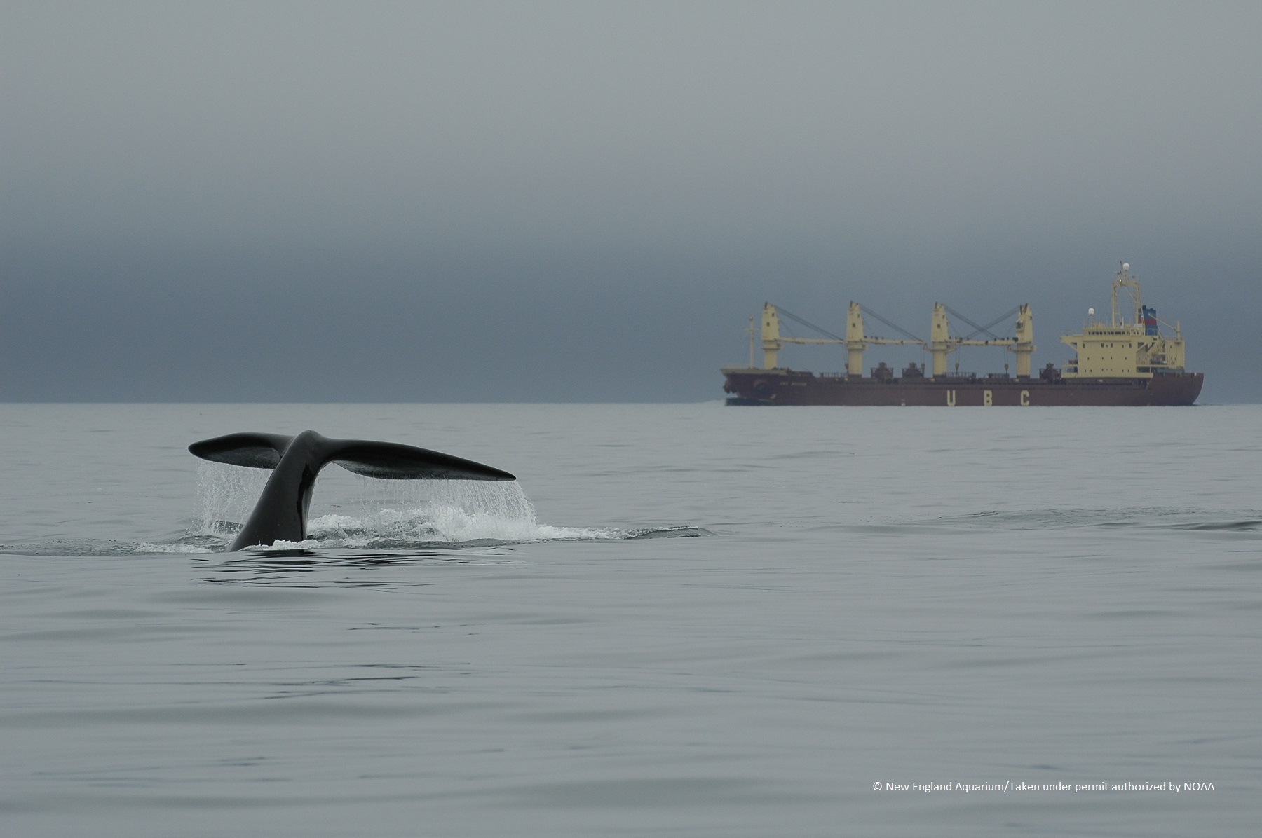 Using technology to reduce collisions between vessels and large whales