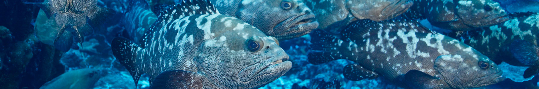 Protection of Groupers and Coral Trouts Spawning Aggregation Sites across Fijian Reef Systems
