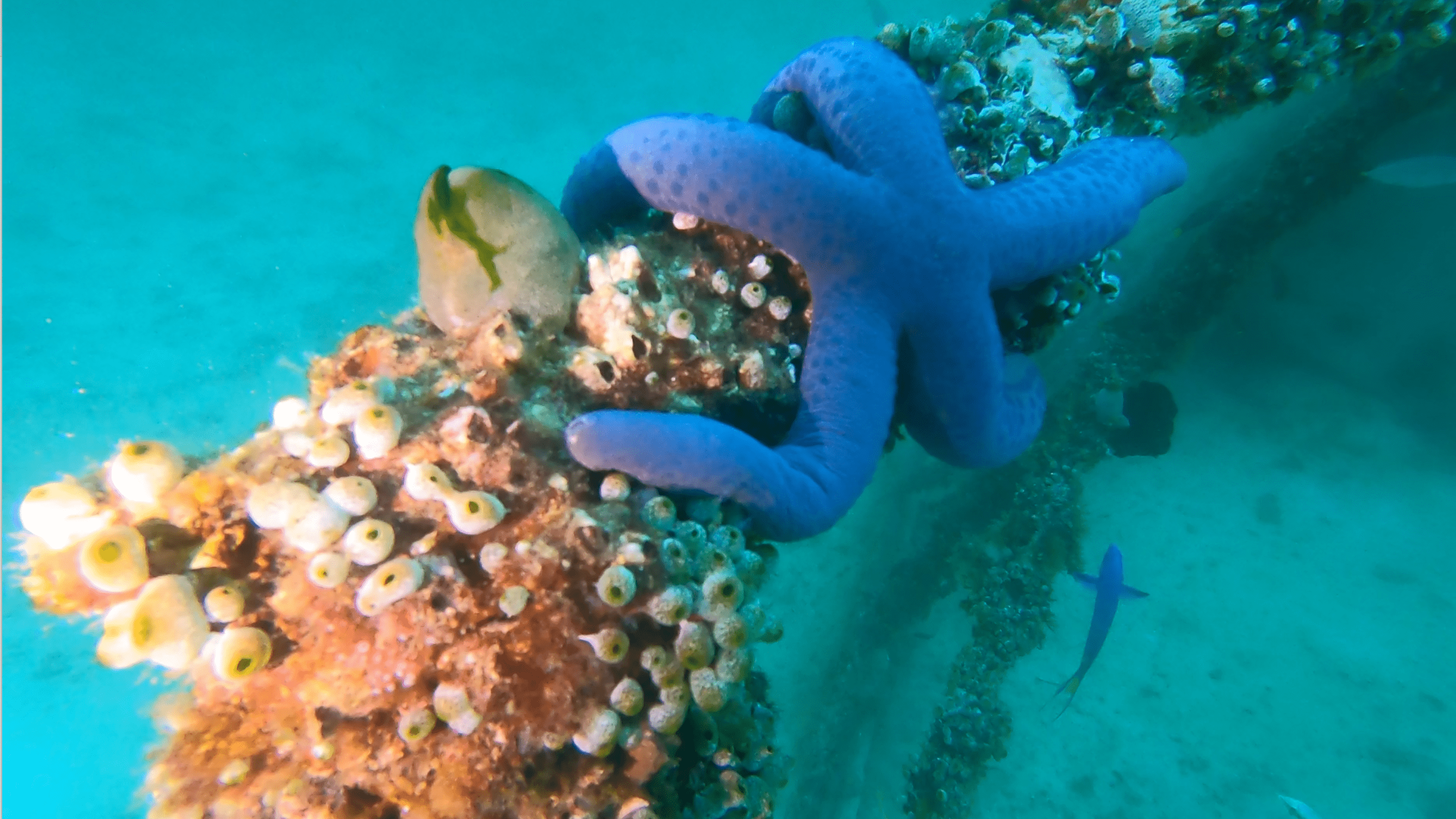 ocean commitment banner