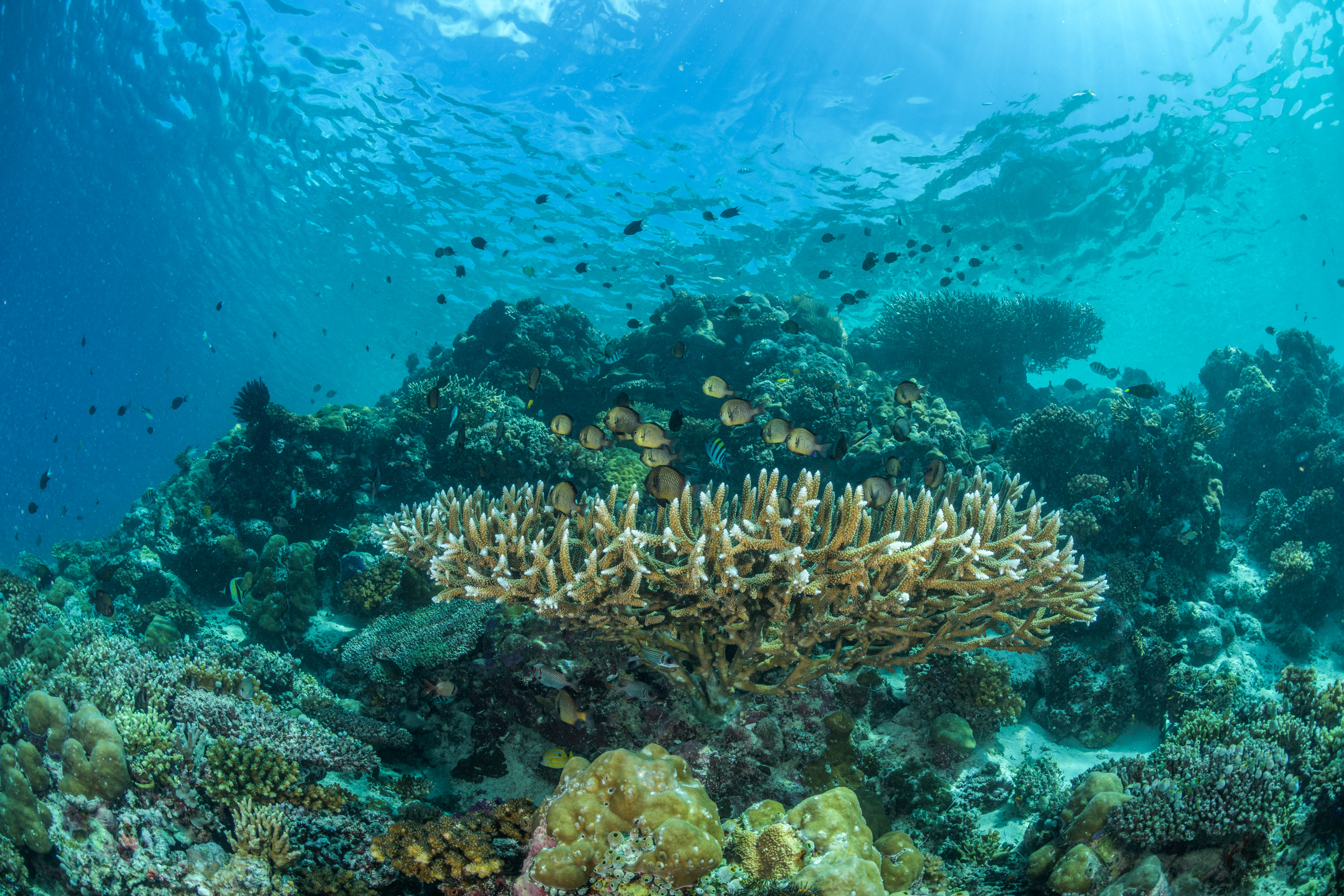 ocean commitment banner